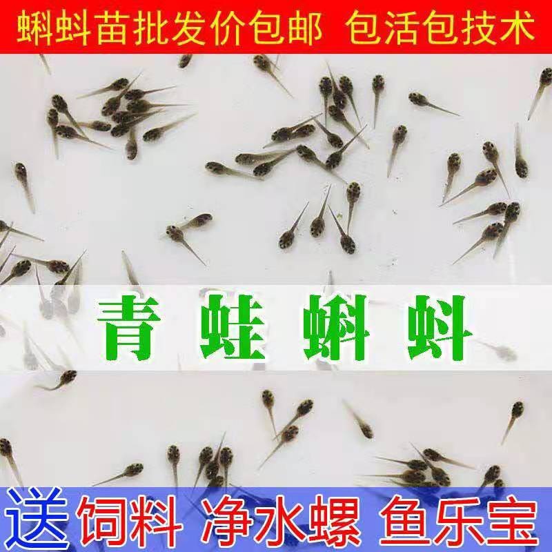 小蝌蚪活物青蛙蝌蚪苗宠物变青蛙小蝌蚪找妈妈学生幼儿园蝌蚪活物