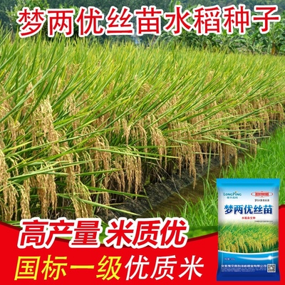 梦两优丝苗谷种高产杂交水稻种子超抗倒抗病耐热高产米质正品