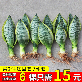 金边虎皮兰盆栽植物室内花卉客厅大型绿植吸除甲醛虎尾兰好养裸苗