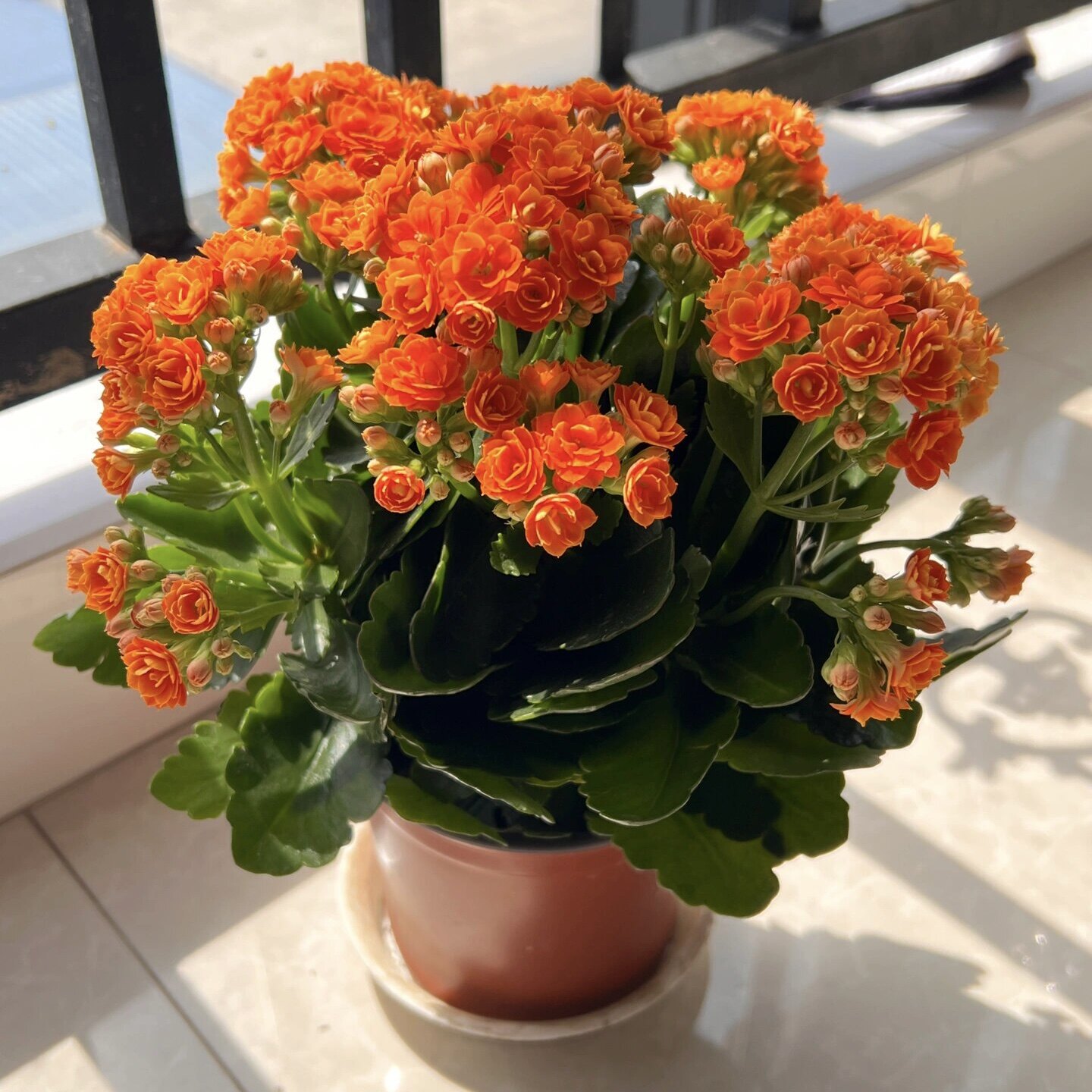 进口金狐狸长寿花重瓣大花精品带花苞盆栽过年花卉室内开花植物