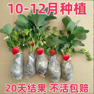 草莓苗带花带果盆栽带土丹东奶油甜宝章姬久香草莓秧苗四季种子籽