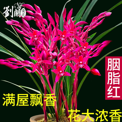兰花苗墨红精品胭脂冬带苞室