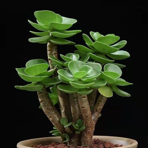 金钱木老桩多肉植物花卉盆栽