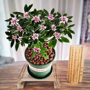 金边瑞香盆栽室内耐寒花卉植物浓香花苞室外四季 净化空气庭院阳台