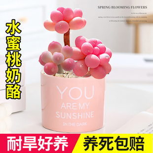 进口奶酪多肉植物盆栽超萌新手好养办公室创意花卉名贵绿植防辐射