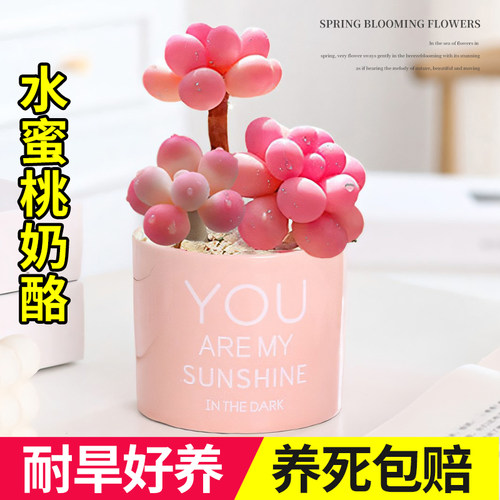 进口奶酪多肉植物盆栽超萌