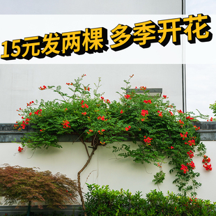 凌霄花爬藤植物耐寒耐热炮仗花苗阳台易活花植物凌霄花苗易成活