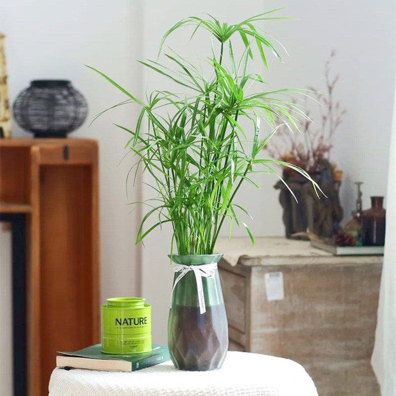 水竹室内水养植物水培鱼池池塘客厅水生盆栽旱伞草风车草绿化植物