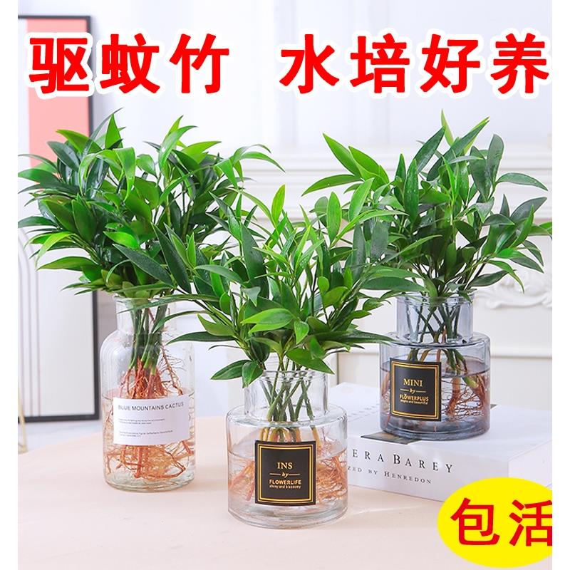 竹柏盆栽水培新宠驱蚊植物