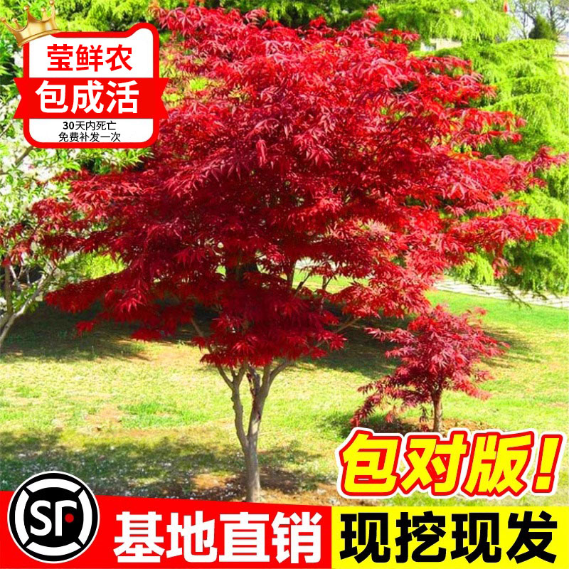 日本红枫树苗盆栽四季舞姬