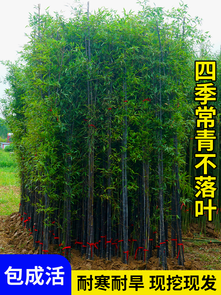 紫竹苗四季常青子庭院户外