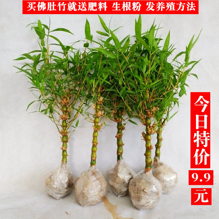 矮化佛肚竹盆栽罗汉景绿色植