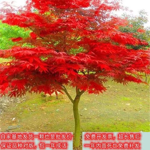 红枫树苗四季日本舞姬盆景