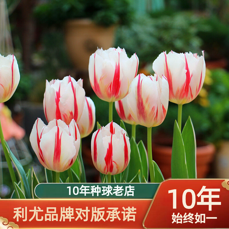 利尤10颗郁金香种球自然球花卉秋冬春耐寒盆栽四季土水培种子花苗,鲜花速递/花卉仿真/绿植园艺,造型盆景,淘宝优惠券,粉丝福利购,淘宝优惠卷