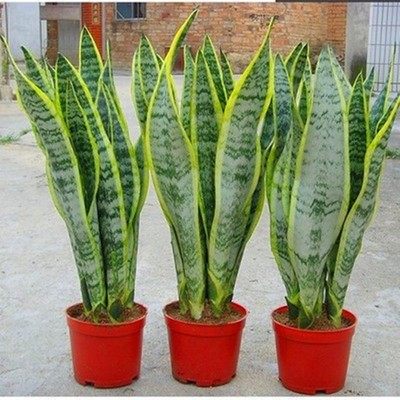 虎皮兰盆栽植物室内金边尾