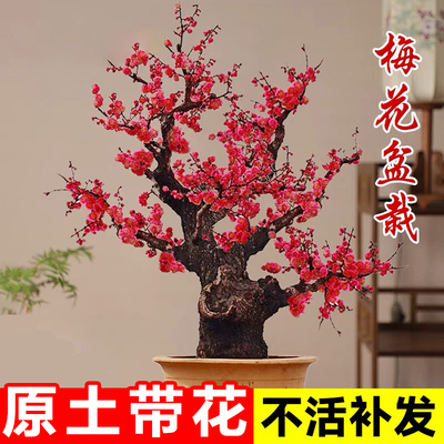 红梅花盆栽老桩腊景树苗室