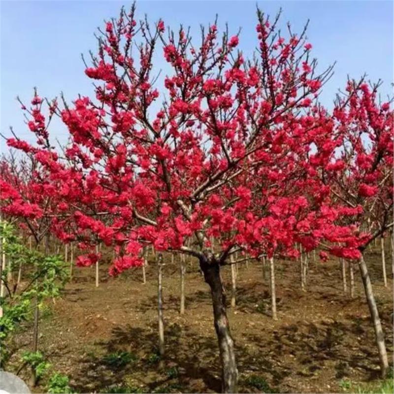 耐寒红梅花树苗地栽庭院浓