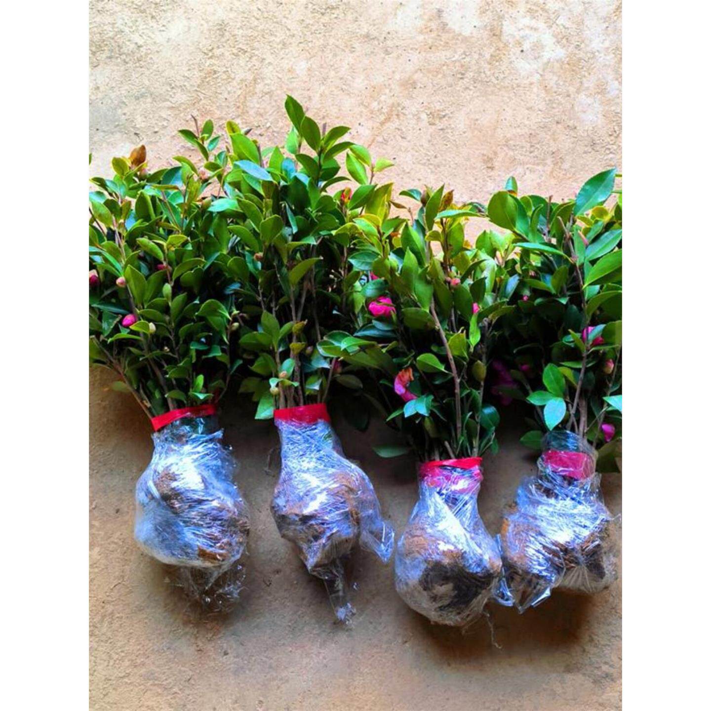 冬季开花耐寒耐阴茶花树苗红色茶梅花苗茶树球园林工程绿化小苗木