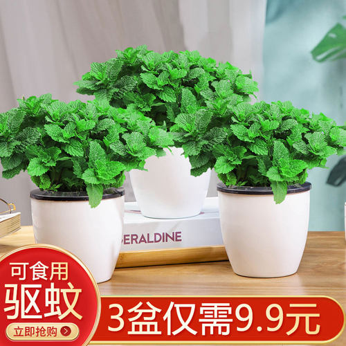 柠檬薄荷盆栽可食用迷迭香