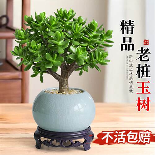 玉树盆栽老桩苗大叶绿植景