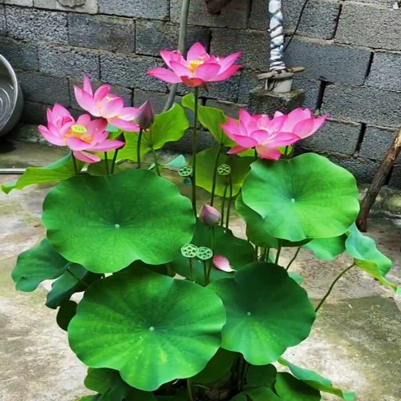荷花盆栽水养莲藕种苗大型