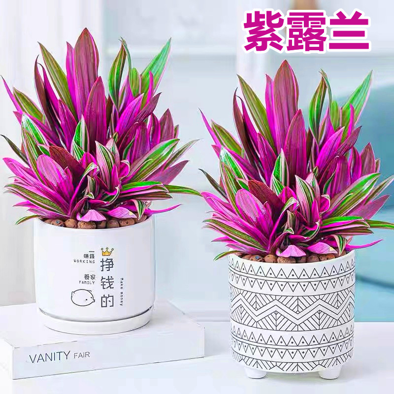 【紫露兰盆栽】室内植物花卉