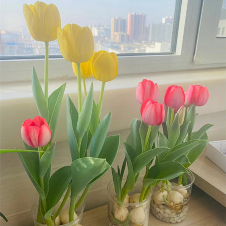 5颗郁金香水培盆栽荷兰进