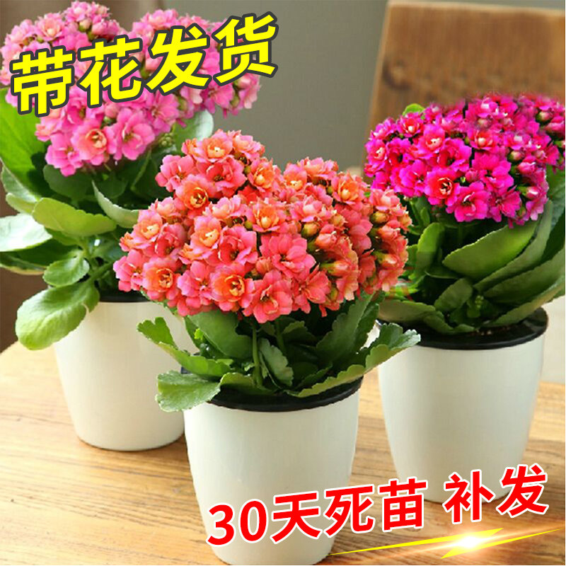 长寿花盆栽重瓣花室内客厅带花苞大花绿植花卉四季易活植物年宵花,鲜花速递/花卉仿真/绿植园艺,造型盆景,淘宝优惠券,粉丝福利购,淘宝优惠卷