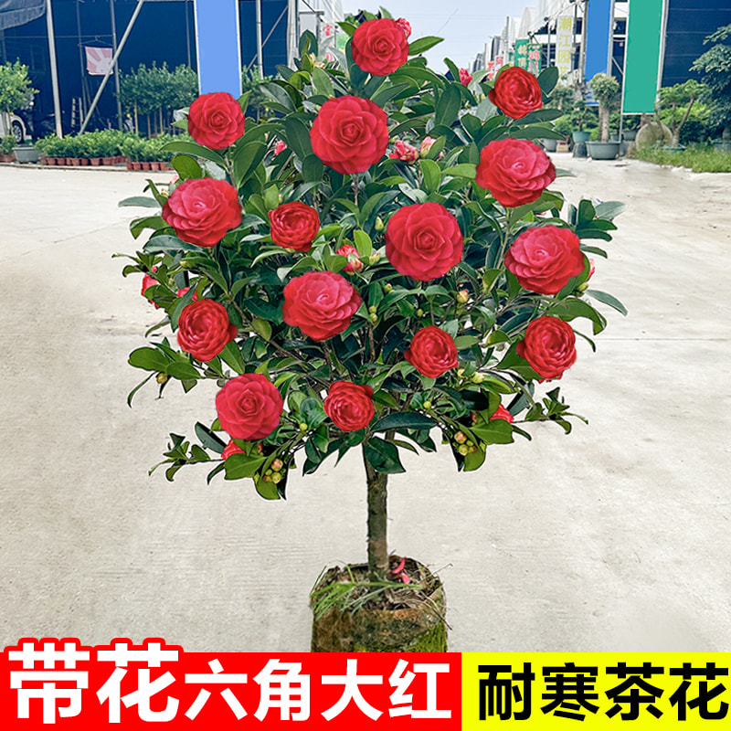 六角大红赤丹山茶花树苗带
