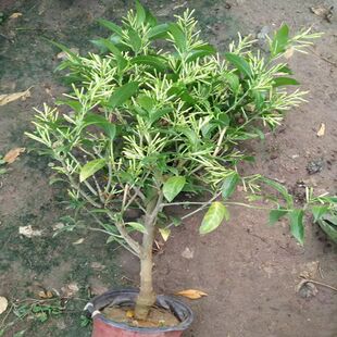 夜来香花苗盆栽阳台庭院夏季驱蚊香草树苗夜来香植物花卉带花发货