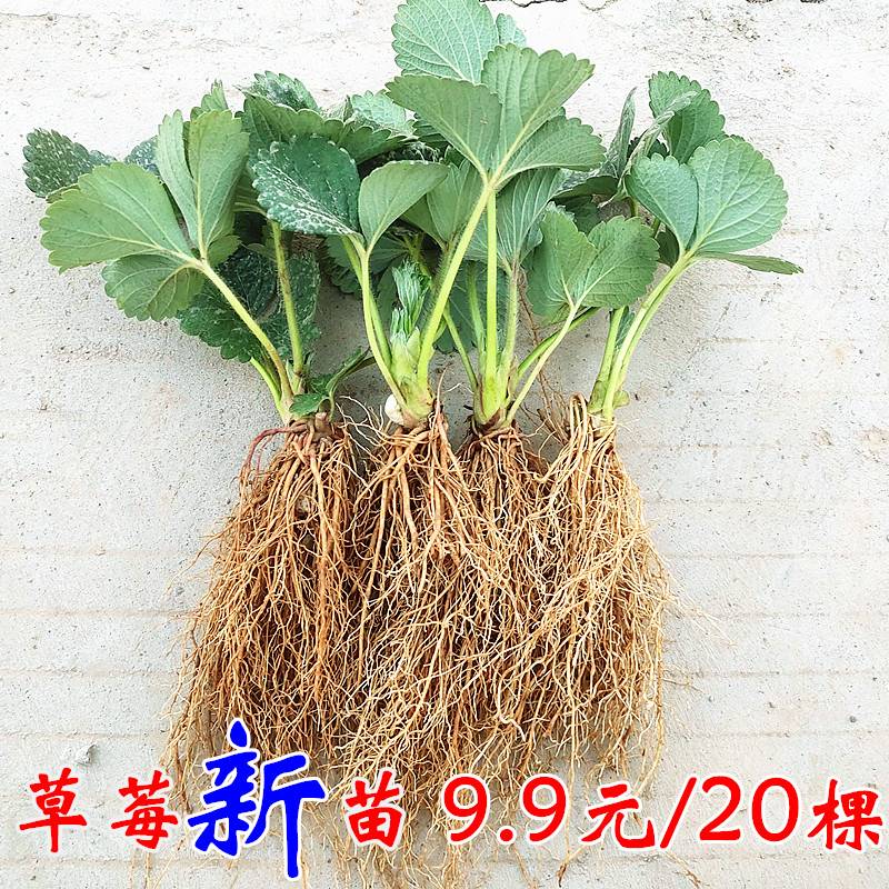 草莓苗秧盆栽四季结果冬丹东