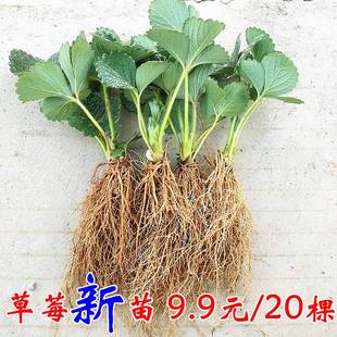 草莓苗秧盆栽四季 丹东红颜奶油玄玉大新草莓秧苗南方 结果冬季