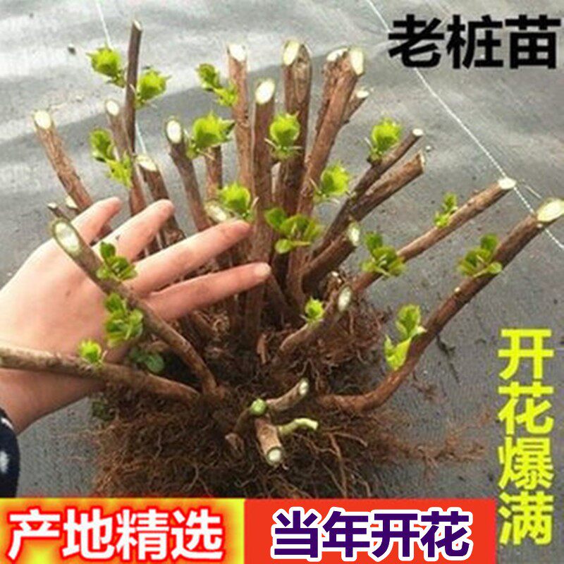 绣球花苗老桩大四季开阳台