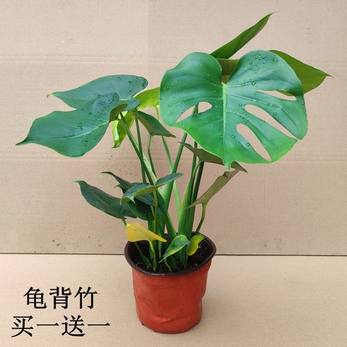 龟背竹盆栽四季常青好养绿植