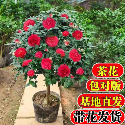 四季茶花树苗带苞盆栽耐热卉