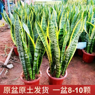 金边虎皮兰客厅大棵绿植吸甲醛的室内盆栽植物好养大型净化空气