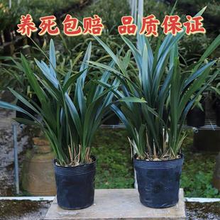 墨兰兰花盆栽企黑带花苞植物浓香四季建兰草年宵花卉室内耐寒植物