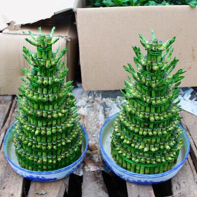 竹塔富贵盆栽组合节高水培