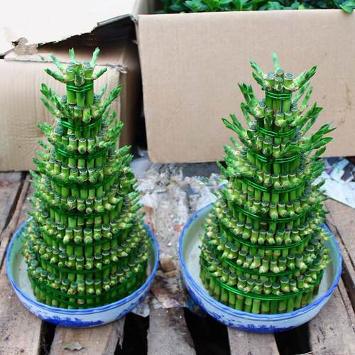 竹塔富贵盆栽组合节高水培