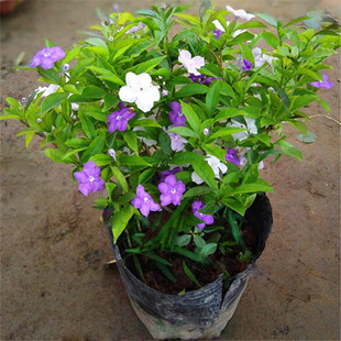 双色茉莉盆栽 白茉莉 鸳鸯茉莉花 阳台庭院室内外盆栽 芳香花卉