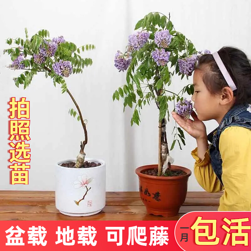 紫藤花树苗爬藤植物盆栽庭院阳台花卉室外开花攀爬多花紫藤萝