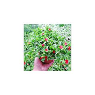 牡丹吊兰口红绿萝常春藤金边心佛珠观叶室内阳台盆栽花卉植物