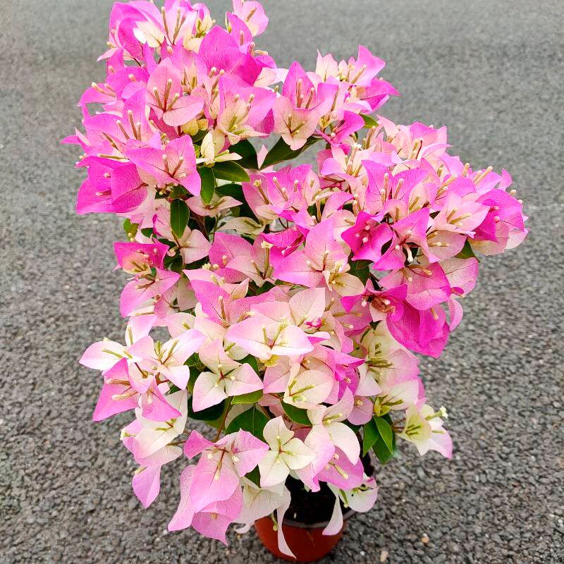 新品种勤花重瓣三角梅盆栽带花耐寒庭院爬藤老桩树苗四季开花绿樱