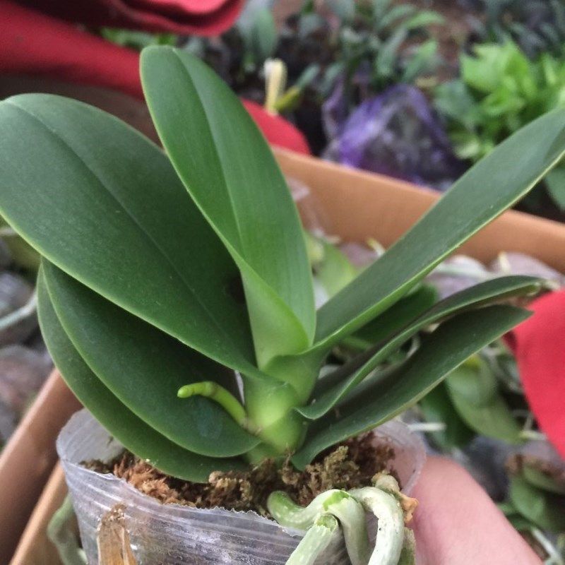 蝴蝶兰花苗 四季盆栽室内花卉绿植当年开花好养苗兰花苗原土发货,鲜花速递/花卉仿真/绿植园艺,国兰/杂交兰/洋兰类,淘宝优惠券,粉丝福利购,淘宝优惠卷