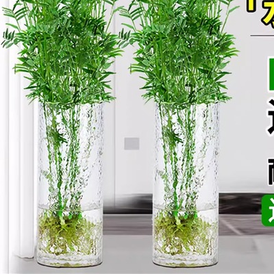 水培米竹室内植物养观音富