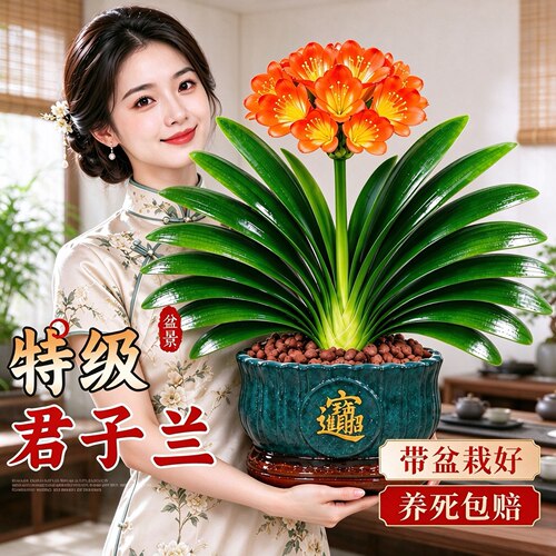 特级大盆君子兰盆栽室内桌面绿植物名贵花卉圆头和尚多季开花好养