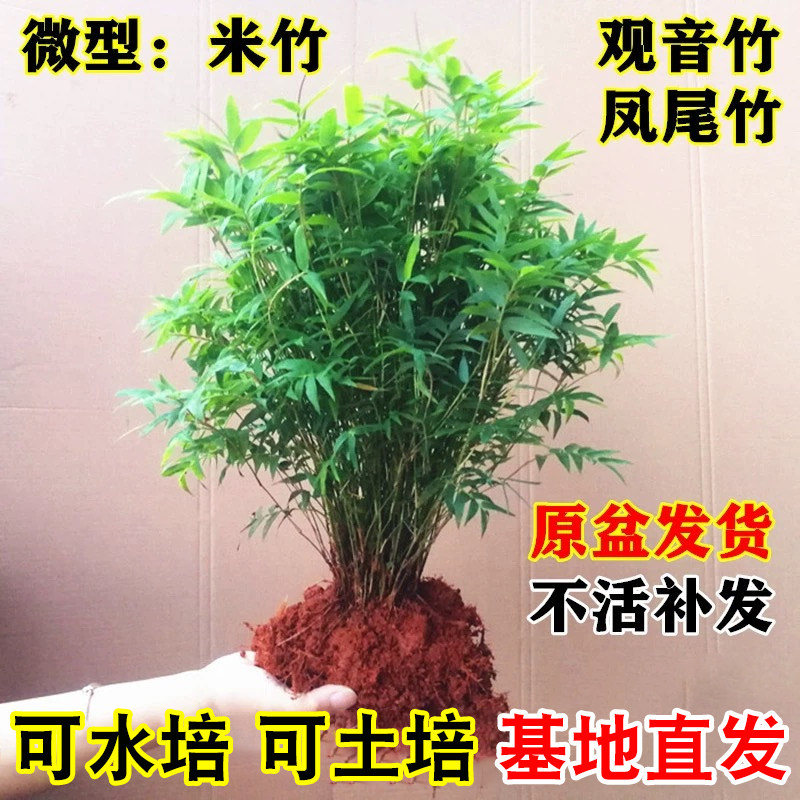 米竹盆栽室内植物可水培绿植四季常青矮化竹子苗观音竹凤尾竹盆景