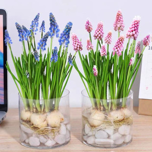 葡萄风信子水培种球四季 水养花卉植物耐寒土培盆栽苗郁金香花种子