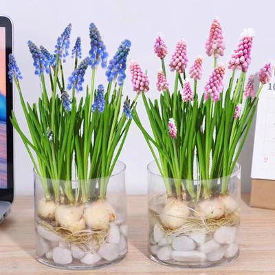 葡萄风信子水培种球四季养花