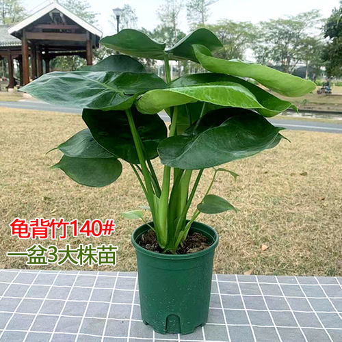 多孔开背盆栽竹芋室内客厅办公